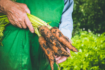 Organic vegetables. Fresh organic carrots in the hands of farmers. Harvesting carrots, autumn harvest.