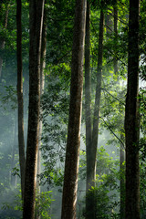 Obraz premium Listen to The Tree