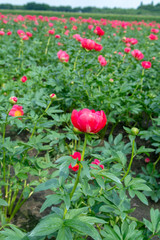 Colorful field with seasonal blossom of big pink peony roses flowers, countryside landscape, Dutch flowers