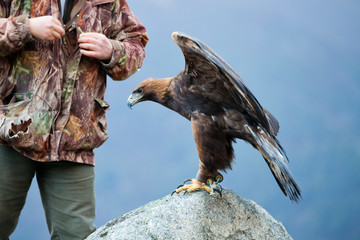 Falconer with a golden eagle
