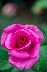 Rose mit Regentropfen