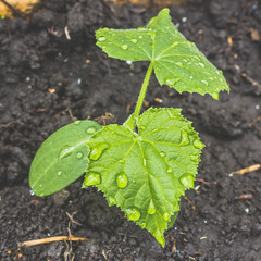 Young cucumber or pumpkin plants grow from ground, on green leaves of dew drop. Growing seedlings in garden, gardening