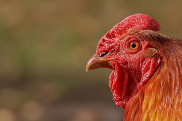 Portrait of a red rooster