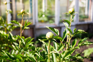 Unblown peony buds in spring garden on sunny day