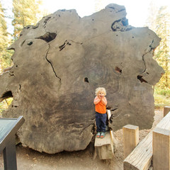 boy visit Sequoia national park in California, USA