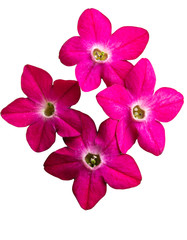 fragrant tobacco flowers