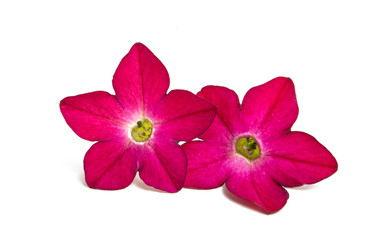 Fototapeta premium fragrant tobacco flowers