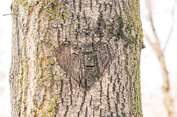 Fototapeta premium Heart carved on the bark of a tree. Great, interesting background. The tree is old, covered with moss.
