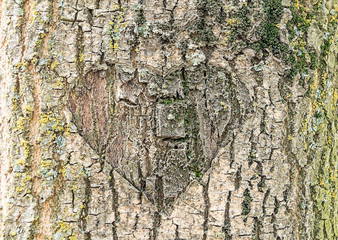 Heart carved on the bark of a tree. Great, interesting background. The tree is old, covered with moss.