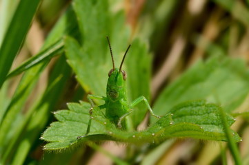Lauchschrecke