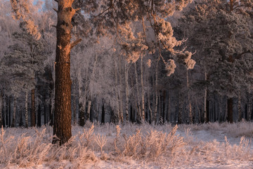 Winter tale in a pine grove