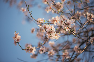 Almond in bloom