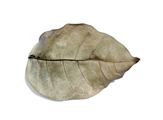 Old leaf isolated on white