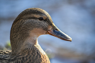 Kaczka2 © peter_313