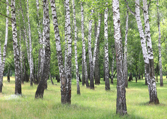 Beautiful birch trees with white birch bark in birch grove with green birch leaves