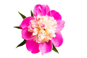 Fototapeta premium Peony isolated