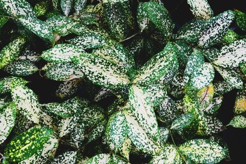 Green Leaves background texture