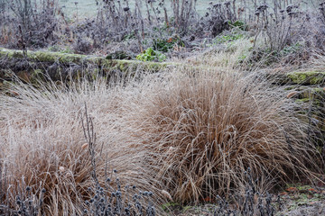 Winter im Staudenbeet-Stadtgarten Bottrop