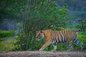 A dominant male tiger from Ranthambore Tiger Reserve roaming and strolling in his territory.