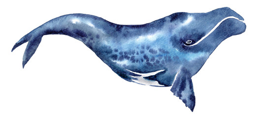 watercolor illustration of a blue whale on a white background