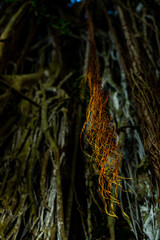 up close mangrove roots hanging