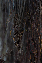 hanging mangrove tree roots