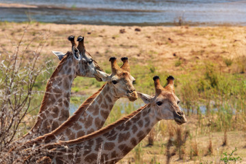 Drei Giraffen am Fluss