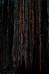 old wood texture of bark of a tree