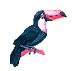Isolated watercolor clipart with tropical toucan bird.Tropic background isolated on white.