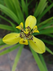 Yellow Orchid