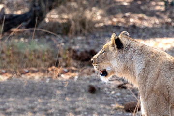 Löwin sitzt im Schatten und guckt