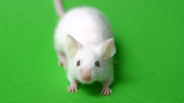 white mouse on a green background