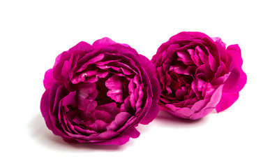 Peony isolated