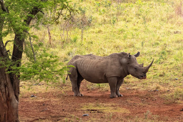 Obraz premium Einsames Nashorn steht unter Baum