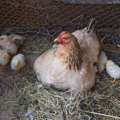 Chicken mother with chickens