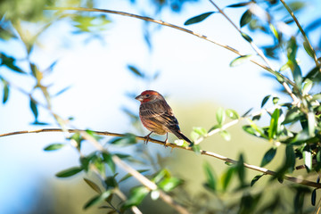 A house finch on an olive branch.