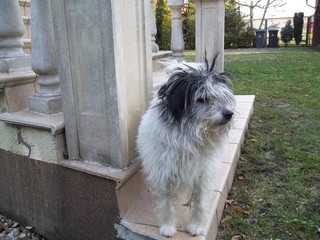 Hund