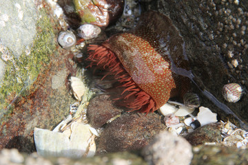 anemone at low tide on a beach of the Atlantic ocean in the northern hemisphere on the french coastline
