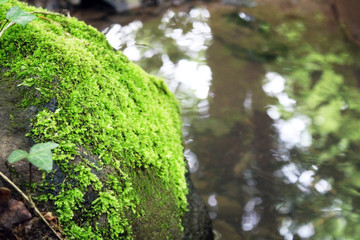 Mossy boulder in the river under trees at mountain river. Fresh spring air in the evening after rainy day, deep green color  moss. Detail close up photo, copy space