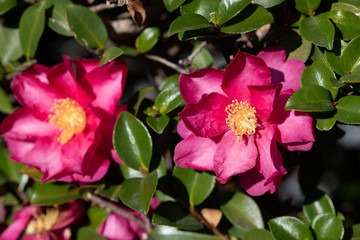 ピンク色の椿の花