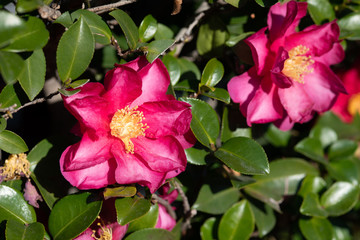 ピンク色の椿の花