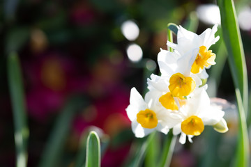 白いラッバズイセンの花