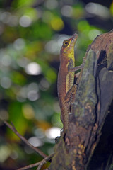 Close up of small olive brown ground lizard with wide chestnut eye, long thin mouth, lime and gold belly, detailed scales and sharp claws hanging from moss covered rotten wood in Tobago's rainforest.
