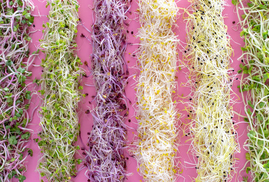 Healthy diet vegetarian ingredient for salads, young sprouts of leek, radish, broccoli, alfa alfa, mostard, cress on pink background