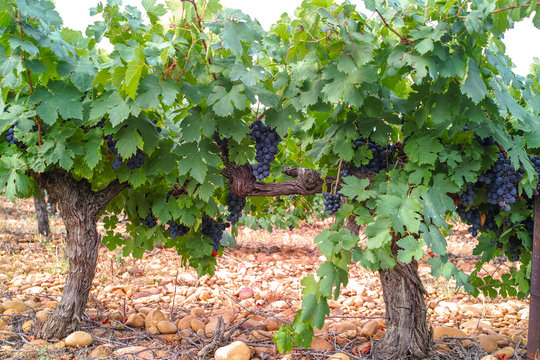 French red and rose wine grapes plant, first new harvest of wine grape in France, Costieres de Nimes AOP domain or chateau vineyard close up