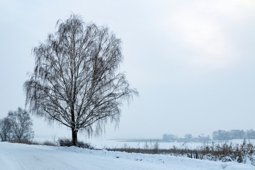 Winter landscape with frozen birch tree in the foreground