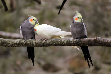 Perruches Calopsitte