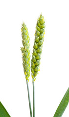 green wheat ear