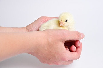 Chicken in hand. Caring for the chicks. Working on a chicken farm.