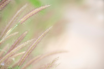 Grass flower with blurred background.Memory concept.